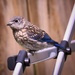 Juvenile Eastern Bluebird  by marylandgirl58