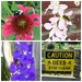 World Bee Day