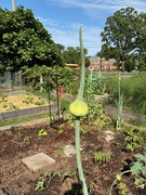 21st May 2025 - Alien Life Form