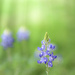 Bluebonnet