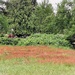 The Beauty of Overgrowth -- No Mow Day 20