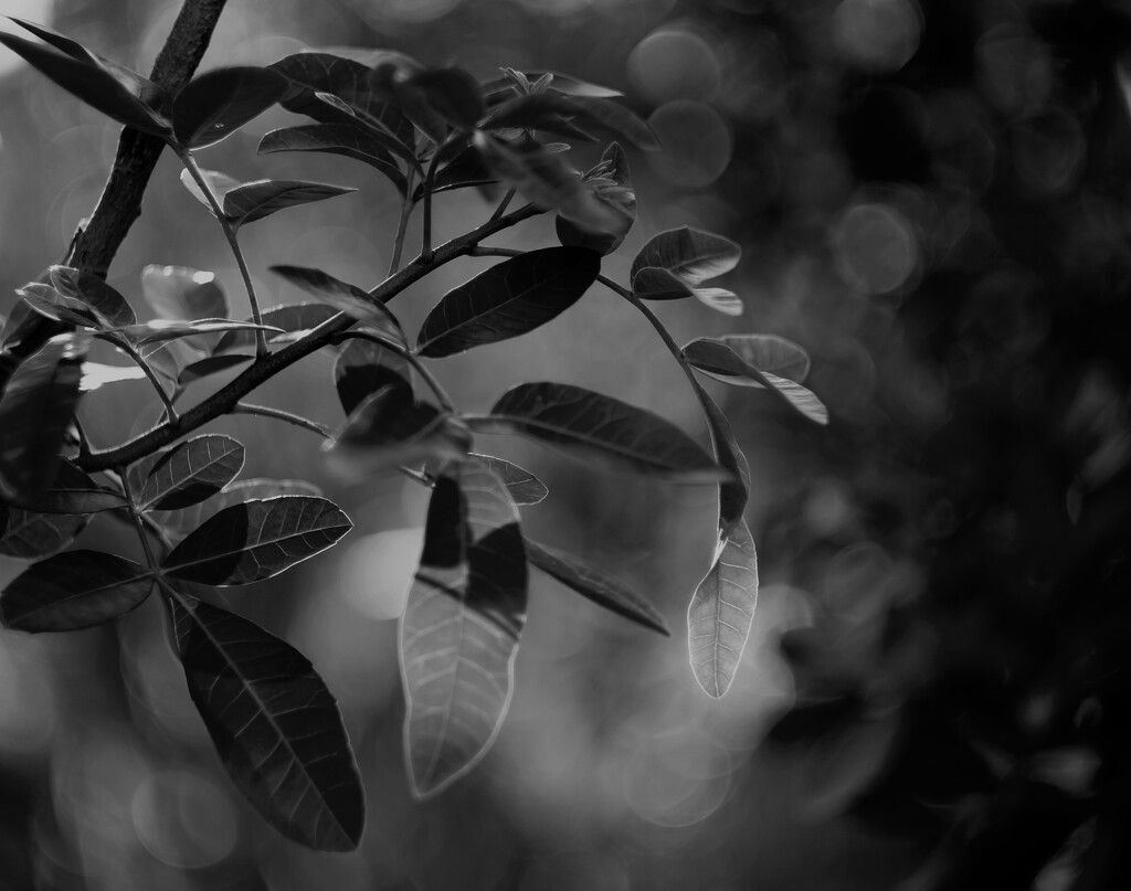 In my garden  by joemuli