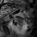 In my garden 