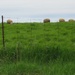 Sheep in Tottenham