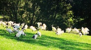 21st May 2025 - So Many Ibis ~