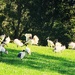 So Many Ibis ~