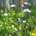 Forget Me Nots