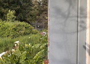 20th May 2025 - Peeking around from the front porch