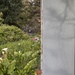 Peeking around from the front porch