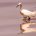 Snowy Egret, Looking for a Bite to Eat!