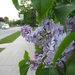 Lilacs 