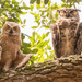 Baby and Mom, Great Horned Owl, Trying to Sty Cool!