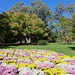 Crysanthemums