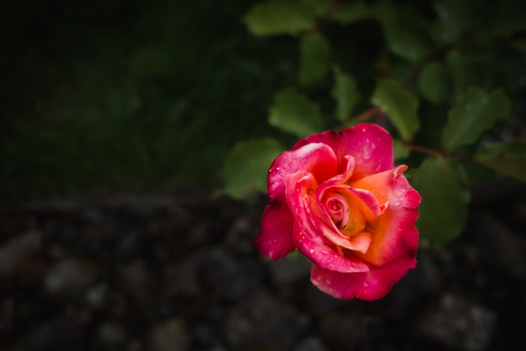 Rose in the Garden by tina_mac