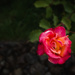 Rose in the Garden