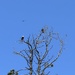 Damn Crows