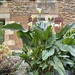 The ‘Hercules’ Calla Lily