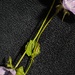 Half and Half Day 21 Stems, Leaf, Flower
