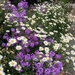 Spring Flowers 