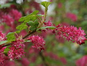 21st May 2025 - ribes sanguineum