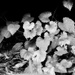 The wild grape vines...
