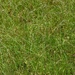 We're weedy for No Mow May...