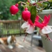 Wet fuchsia...
