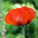 Poppy