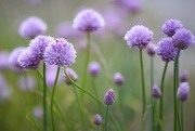 21st May 2025 - Chives