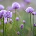 Chives