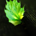 Turn over a new leaf