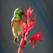 Southern Double Collared Sunbird by judithdeacon