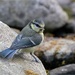 Blue tit  by kametty