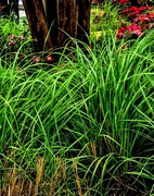 21st May 2025 - Grass in the Rain