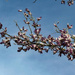 5 12. Blooming tree