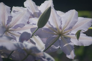 21st May 2025 - Clematis Flowers