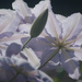 Clematis Flowers