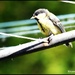 Young great tit