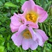 Raindrops on Roses by thistle_01