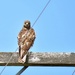 Hawk 