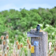 21st May 2025 - Unidentified Bird 