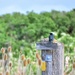 Unidentified Bird 