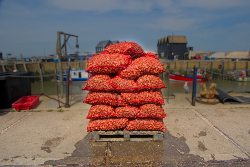 Whelks by billyboy