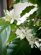 21st May 2025 - Full Bloom