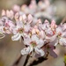 Rhododendron