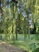 21st May 2025 - Shadows of green 