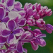 Fancy Lilac