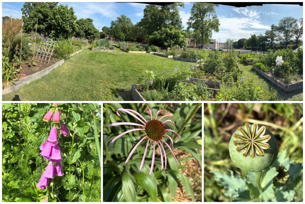The Community Garden by allie912