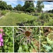 The Community Garden