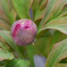 Plump and Full of Promise